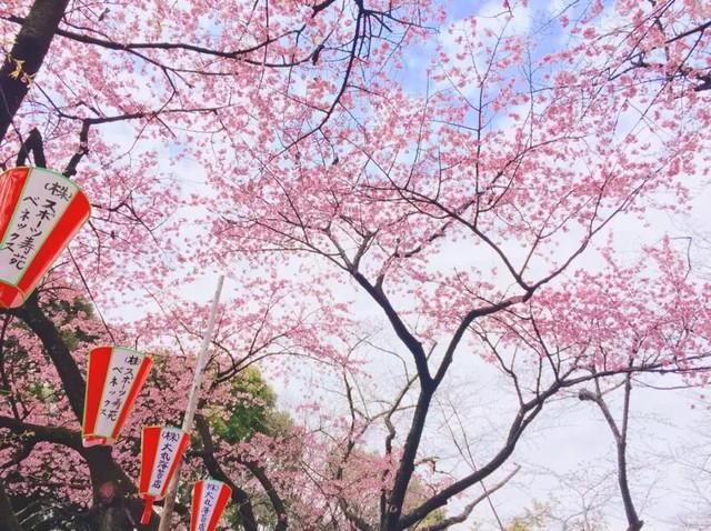 2019浪漫樱花季!日本赏樱时间表大汇总,这10个