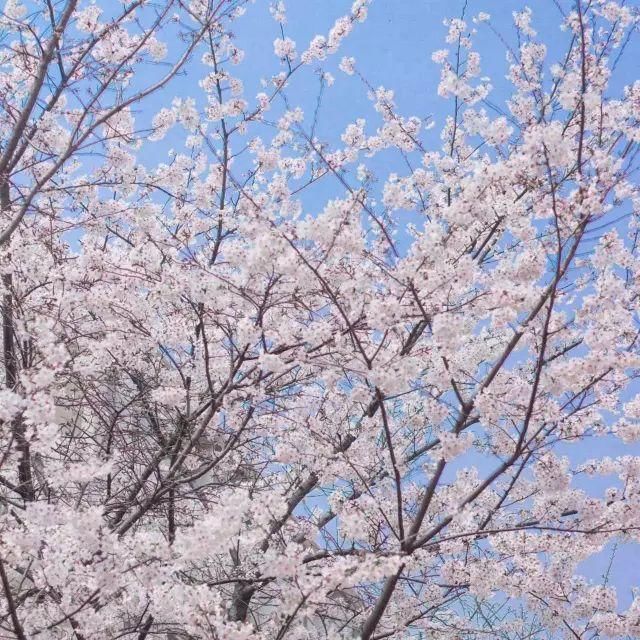 郑州樱花开啦，浪漫梦幻美炸天！想看樱花雨不用飞日本和武大！