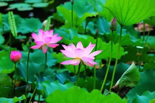 浙江丽水庆元旅游攻略|诗画莲湖,静等你来!