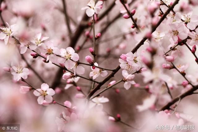 广东那么多桃花节,踏春寻花正当时,你怎么还不去看看?
