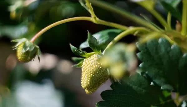 泰国最美国家公园：因他农山