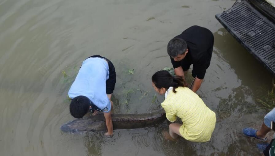重庆30多年来首次发现野生中华鲟成鱼
