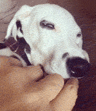 爆笑GIF: 只有养狗的人才懂洗狗的痛!