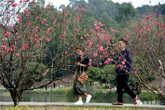 春节天气温暖 南国桃园漫山桃花已绽放