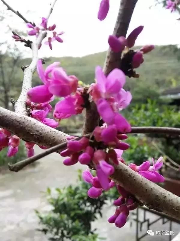 走进韶关鹿麟山私家盆景园畅心阁，感悟陈治辛大师的艺术情怀