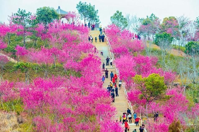 福建出了个世界最大樱花园，免门票，高铁直达!3月春游就去这里