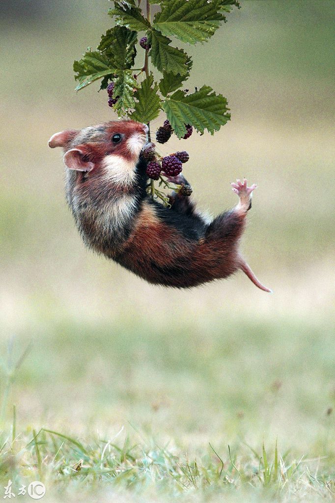 有趣!仓鼠偷吃黑莓,刚巧萌萌的动作被摄影师拍