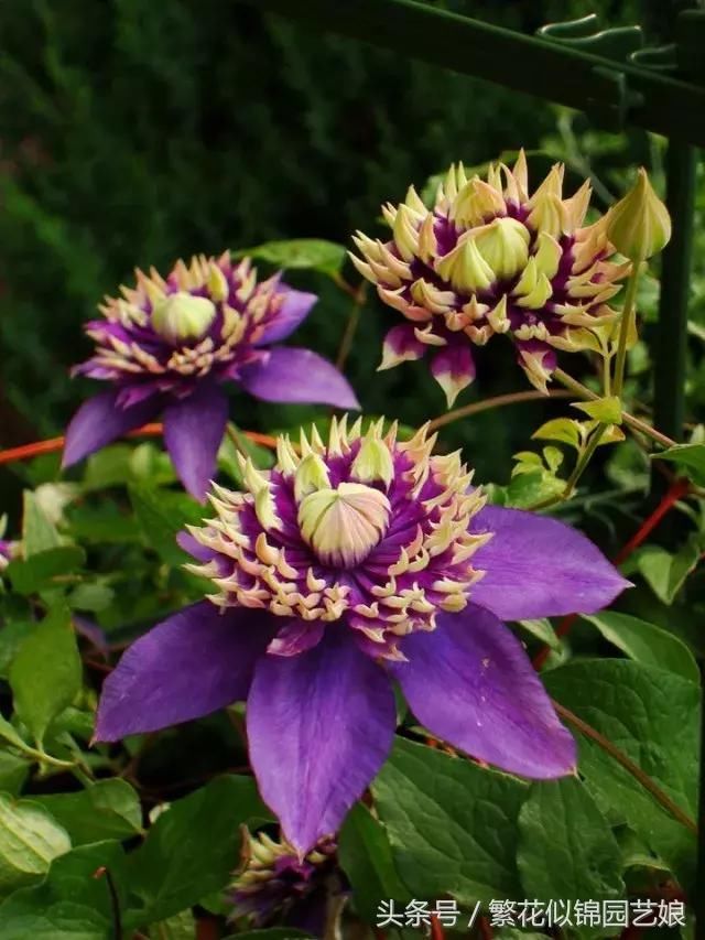 谁说阳台不能种铁线莲?细说大河这种花的美