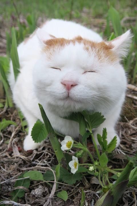 世界上最爱笑的猫,不管做什么事都露出超幸福笑脸,铲屎官都羡慕炸