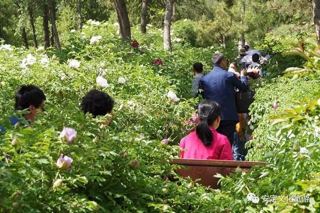 安定：西岩牡丹醉游人，花开时节动凤城