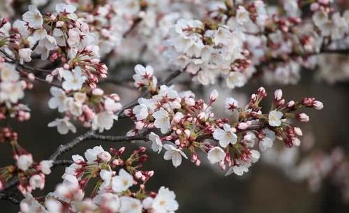 2人去日本5天,大约需要多少钱?看完这2版预算