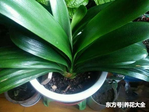 被花友吐槽最难养的3种花,你养过没?生无可恋有没有! - 武汉老徐 - 武汉老徐的博客 被花友吐槽最难养的3种花,你养过没?生无可恋有没有! - 武汉老徐 - 武汉老徐的博客