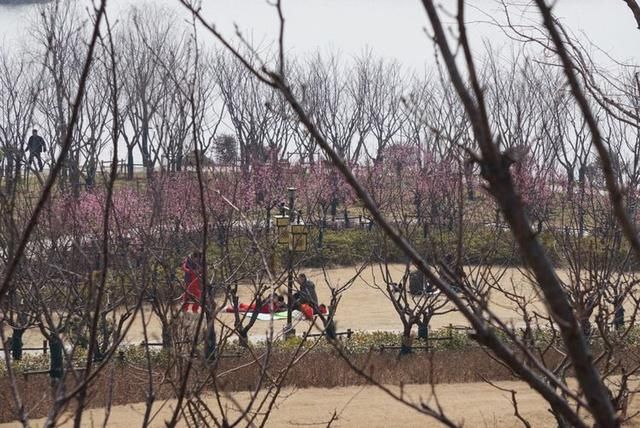 春节闲逛走拍洛阳百态之四：瀍河洛浦梅花艳，桥飞蛟龙丝路长