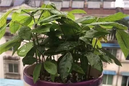 荔枝 火龙果 芒果的种子盆栽方法