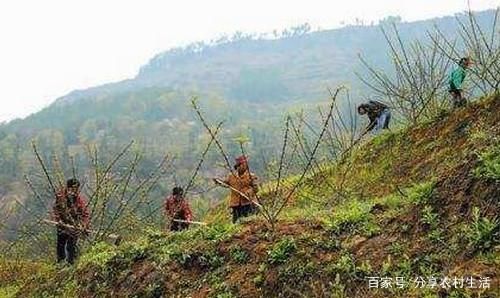 好消息:农村退耕还草、退耕还林新补贴,最高1600元