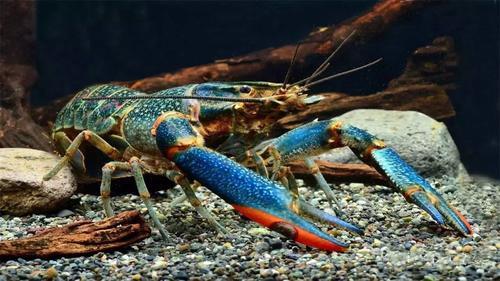 一个被吃成濒危的龙虾物种,寿命长达60年,能长