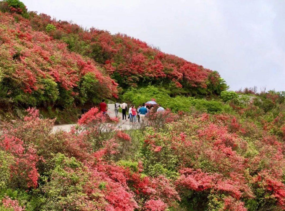 阳明山十万亩杜鹃燃爆 “五一”小长假 本周末仍是最佳花期