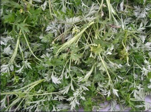 女人要漂亮,炎症少来扰,天然的 消炎药 女人常吃