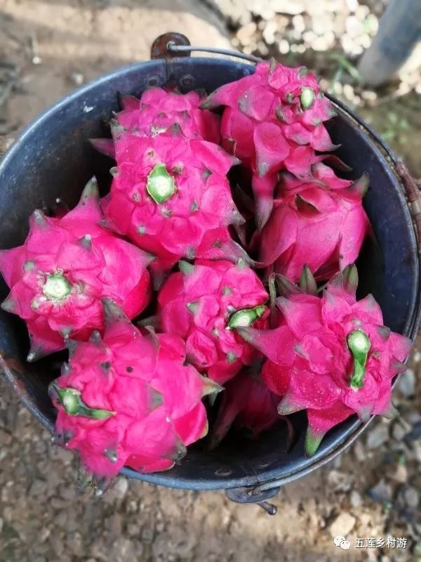 俊丰红心火龙果熟了!听说过吃火龙果吐籽吗?