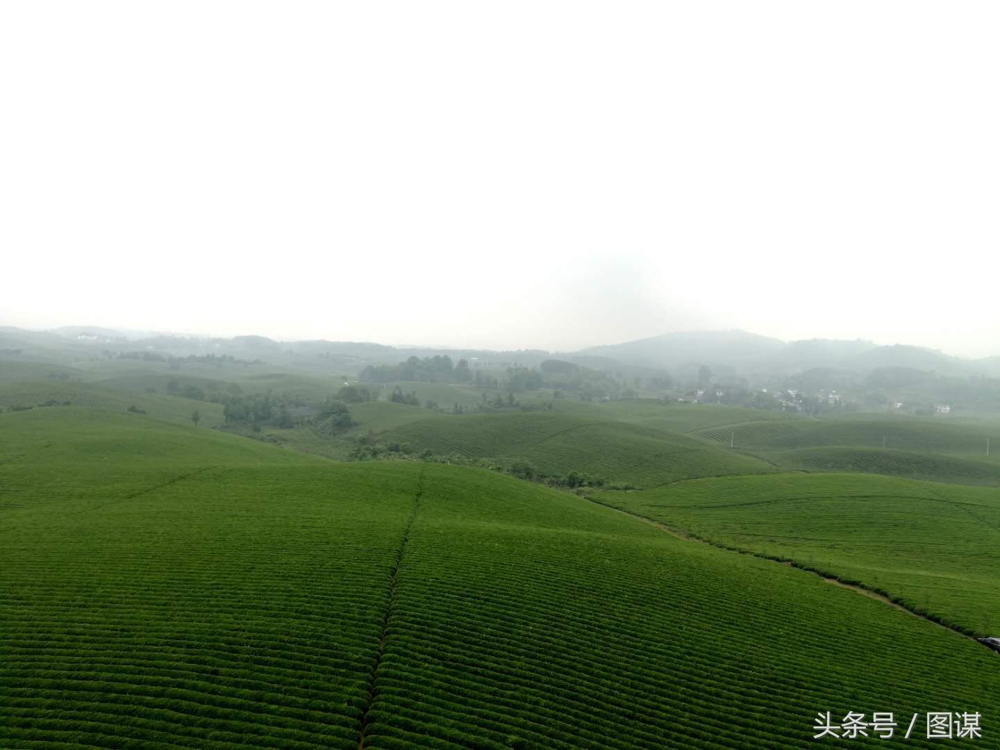 贵州不仅有100万年前的茶籽化石，还有世界上最大的茶园!