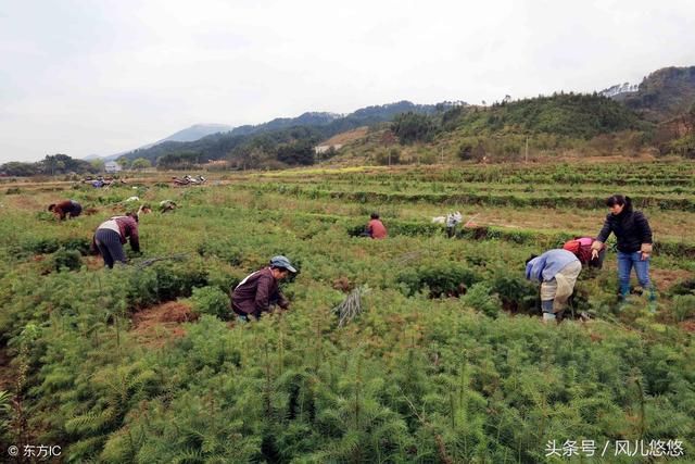 杉木良种优势，基因好，树就长得好，不要让您的杉木输在起跑线上