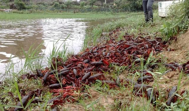解答刘强东的疑问,稻田养龙虾到底会不会含有