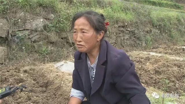 鱼泉街道：发展中药材种植 托起村民致富梦