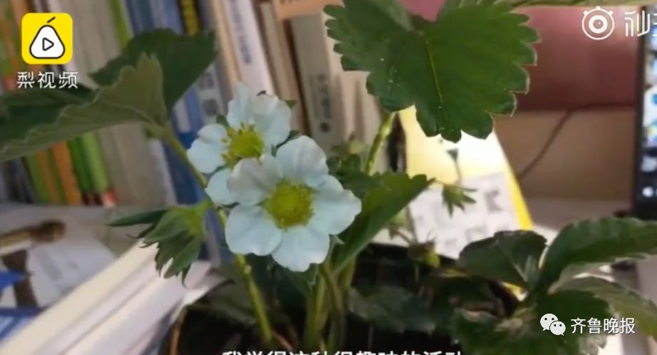 最新!恐怖龙卷风瞬间把游乐园蹦蹦床卷上天,2