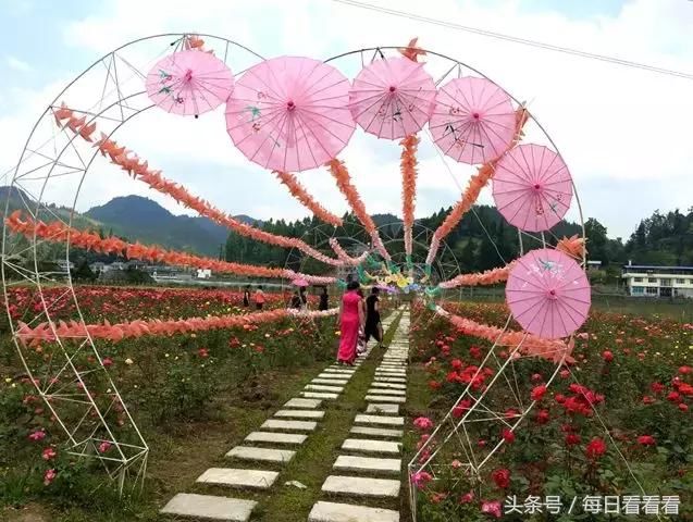 利川一女子隐居乡村3年，种下一大片浪漫花海，美哭啦……