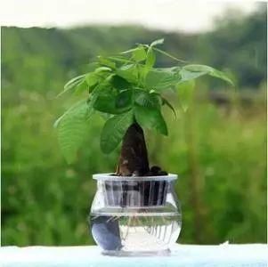这些用“水”做出来的植物最美，再也不用担心水浇多啦!