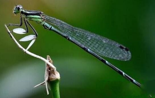 地球上眼睛最多的昆虫,360度无死角,飞行时有