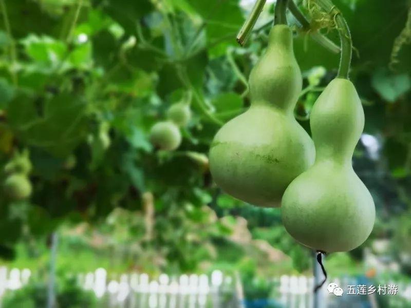 俊丰红心火龙果熟了!听说过吃火龙果吐籽吗?