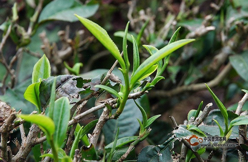 要喝春茶，看看这些春茶知识