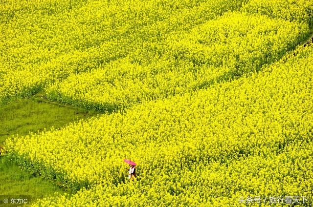 这个不起眼的小镇，开满了2018年第一波油菜花，美翻了