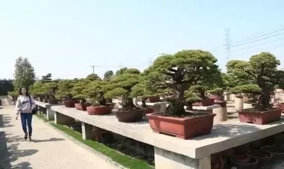 苍枝傲骨匠人心盛影蛟老师谈盆景艺术