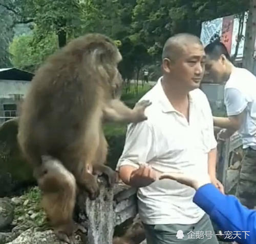 大叔给猴子一粒花生,却被猴子打了一巴掌,路人