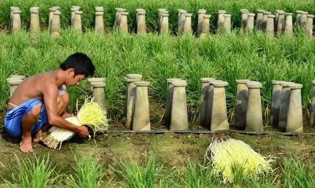 水泥筒套下种着的男人菜，比韭菜贵，你知道是什么菜吗？