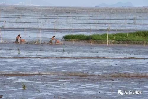 江门的这种鱼，被誉为“鱼类中的天才”！盛夏吃它正当时~丨寻味