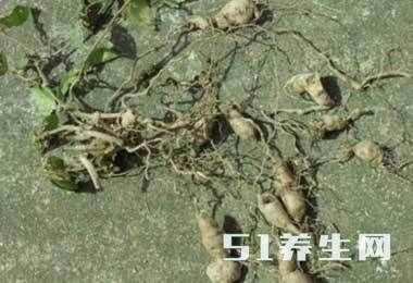 农村都非常少见的“土老鼠”城里人都在找 见过的大概暴露年纪了