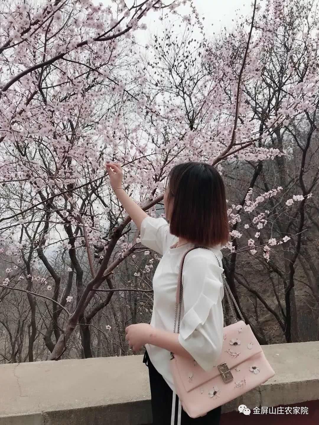 清明时节，桃杏争艳，金屏山庄，出行之选！