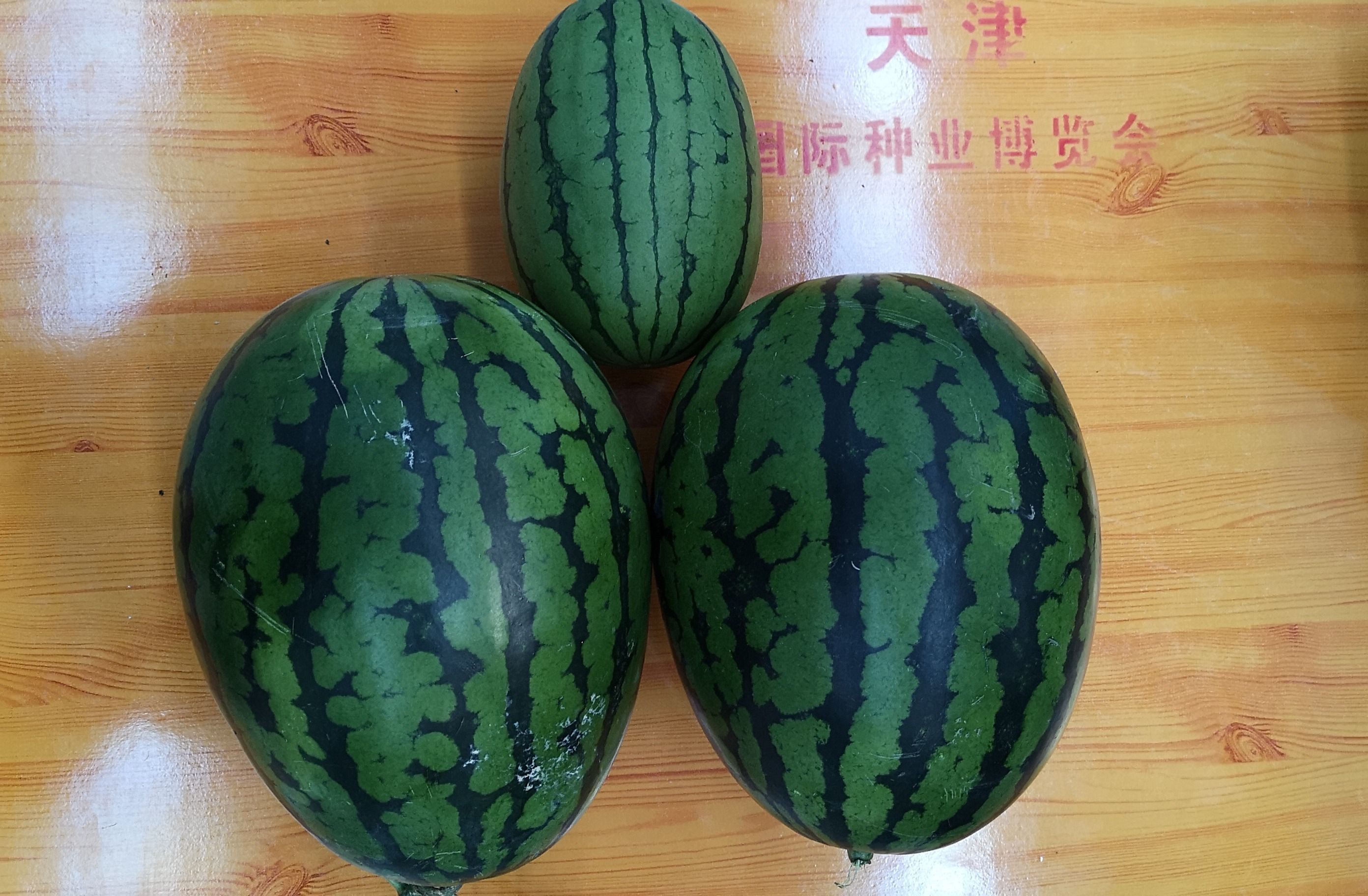 安徽立方农业科技发展有限公司展示公司开发的小西瓜与大西瓜的对比