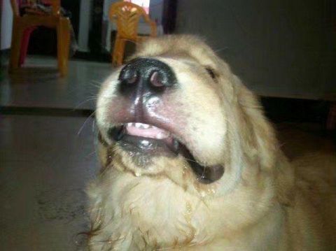 主人见金毛嘴巴肿成这样子,带着去看医生,原因