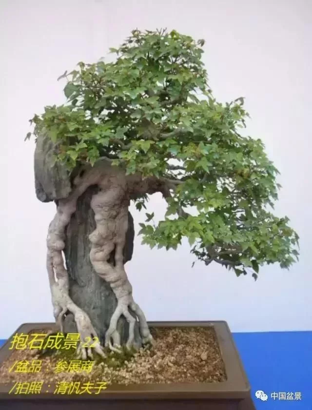 欣赏典雅新奇抱石盆景,学习抱石盆景制作技巧 - 武汉老徐 - 武汉老徐的博客 欣赏典雅新奇抱石盆景,学习抱石盆景制作技巧 - 武汉老徐 - 武汉老徐的博客