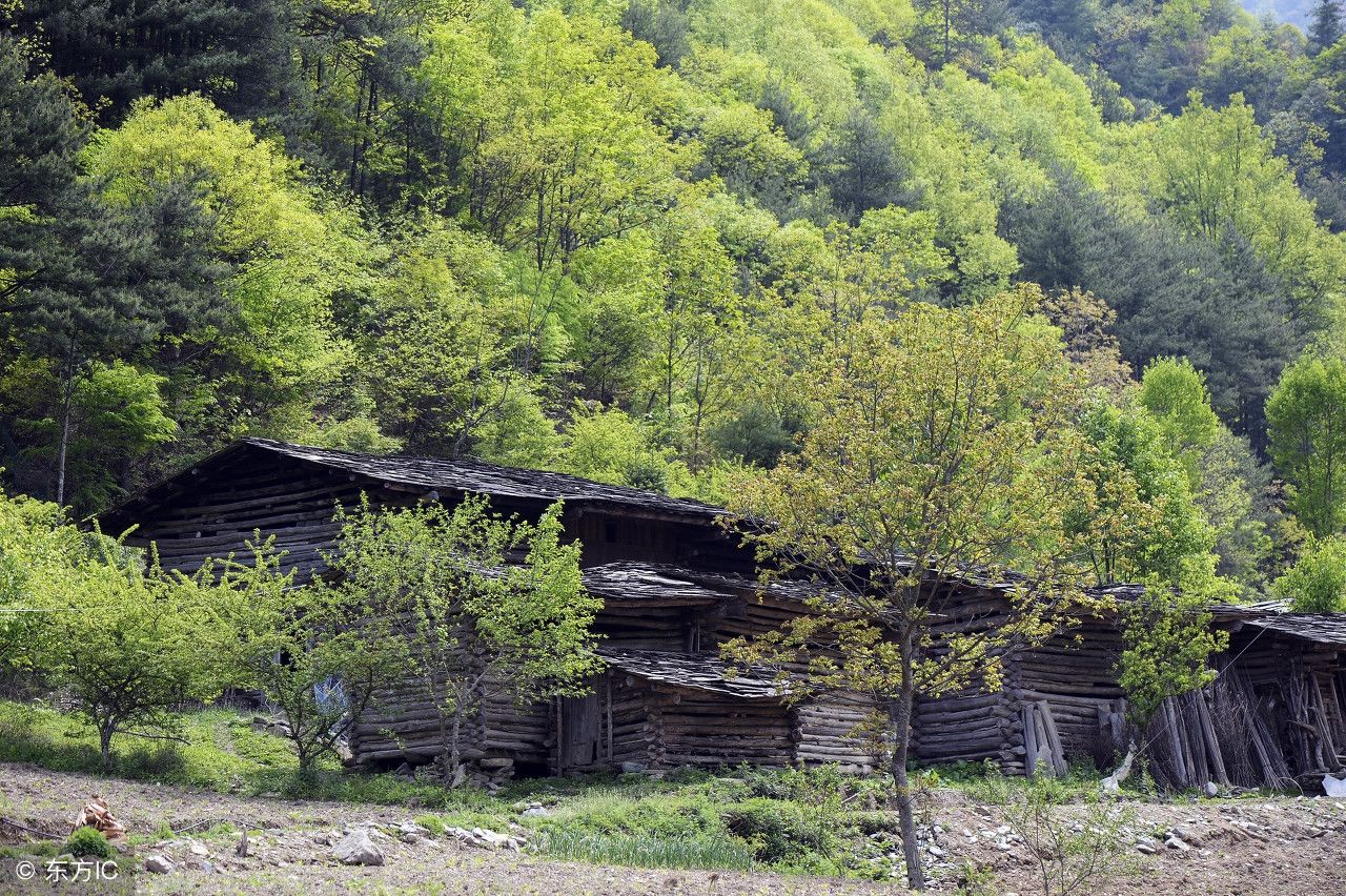 这里的人爱群居，合伙建木头房子，用100多根原木两三天就能建好