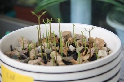 水果季节,4种果核埋在盆里1周发芽,结果能