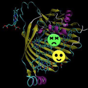 生物系统的光合作用中也存在量子效应