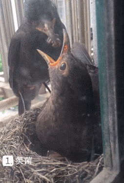 搞笑gif动图:怎么喝不到?是姿势不对吗?