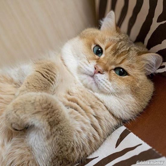 今日快乐源泉:养一只俄罗斯的橘猫是什么体验