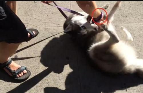 二哈摊地反抗回家,居然还动嘴!网友:后天狗肉火