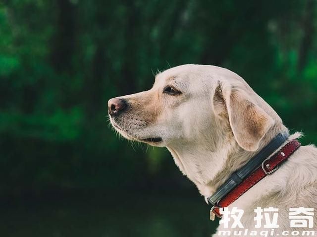 狗狗为什么拉肚子?狗狗拉肚子怎么办?